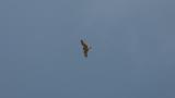 Short-eared Owl flying in broad daylight