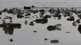 Foraging Dunlins
