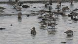 Foraging Dunlins