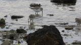 Foraging Dunlins