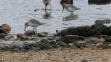 Foraging Dunlins