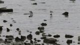 Foraging Dunlins