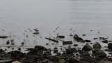 Dunlins, flight and call