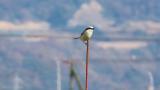 Chinese Grey Shrike perched on a pole