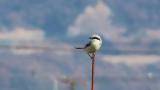 Chinese Grey Shrike perched on a pole