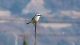 Chinese Grey Shrike perched on a pole
