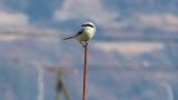 Chinese Grey Shrike perched on a pole and took flight