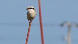 Chinese Grey Shrike perched on a pole and took flight