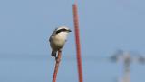 Chinese Grey Shrike perched on a pole