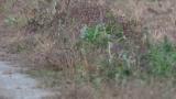 Chinese Grey Shrike on the ground