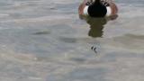 American Wigeon, foraging