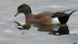 American Wigeon, foraging