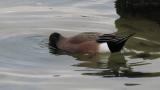 American Wigeon, foraging