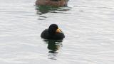 Black Scoter, diving