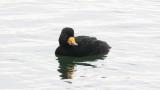 Black Scoter, diving