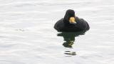 Black Scoter, diving