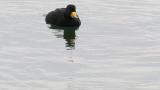 Black Scoter, diving