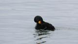 Black Scoter, preening