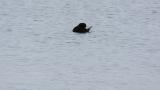 Black Scoter, preening and bathing