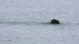 Black Scoter, preening and bathing