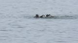 Black Scoter, bathing and preening