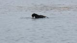 Black Scoter, bathing and preening
