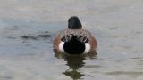 American Wigeon, foraging