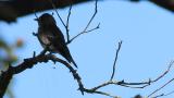 Grey-streaked Flycatcher