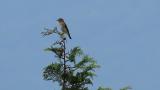 Perched Grey-streaked Flycatcher took flight