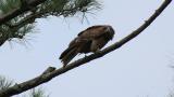 Calling Black Kite