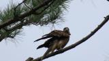 Calling Black Kite