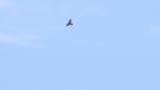 Soaring Crested Honey Buzzard on migration