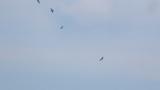 Small kettle of Crested Honey Buzzards on migration