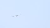 Soaring Grey-faced Buzzard