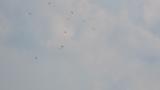 Kettle of Grey-faced Buzzards