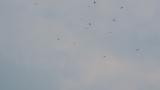 Kettle of Grey-faced Buzzards