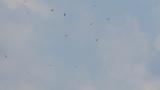 Kettle of Grey-faced Buzzards