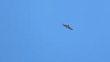 Gliding Grey-faced Buzzard on migration