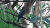 Perched juvenile male Blue-and-white Flycatcher
