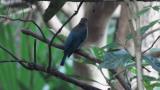 Perched juvenile male Blue-and-white Flycatcher
