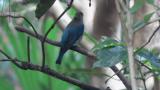Perched juvenile male Blue-and-white Flycatcher, took flight