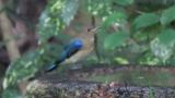 Juvenile male Blue-and-white Flycatcher drinking water