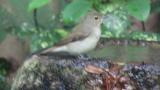Female or juvenile Narcissus Flycatcher
