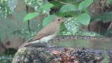 Female or juvenile Narcissus Flycatcher