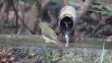 Female or juvenile Narcissus Flycatcher, bathing