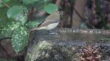 Female or juvenile Narcissus Flycatcher, bathing