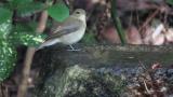Female or juvenile Narcissus Flycatcher