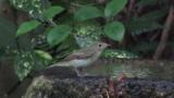 Female or juvenile Narcissus Flycatcher