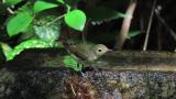 Female or juvenile Narcissus Flycatchers