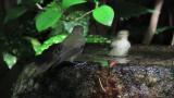 Female or juvenile Narcissus Flycatchers, bathing